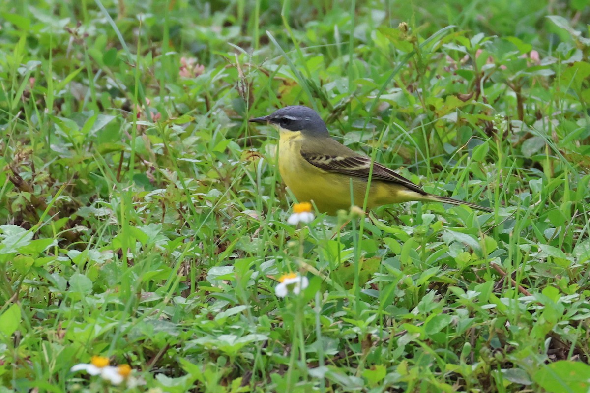 Eastern Yellow Wagtail (Eastern) - ML618397873