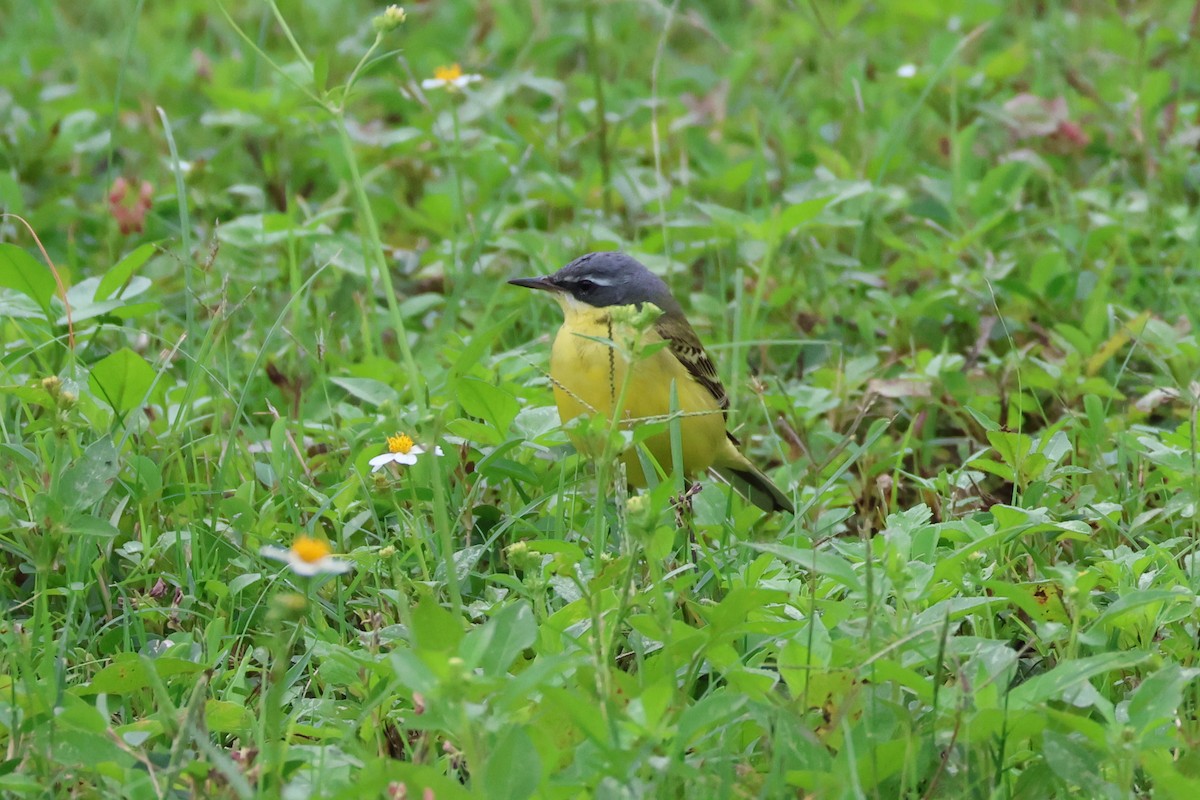 Eastern Yellow Wagtail (Eastern) - ML618397874