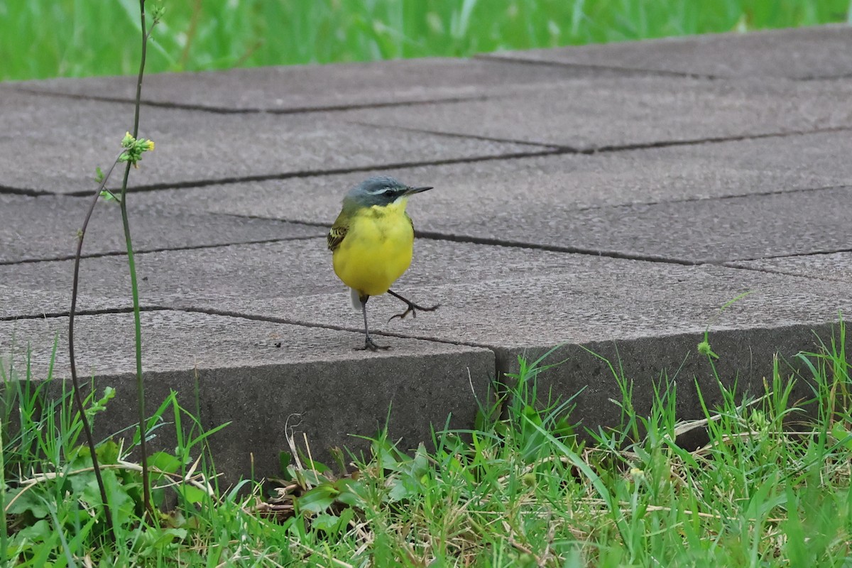 Eastern Yellow Wagtail (Eastern) - ML618397875