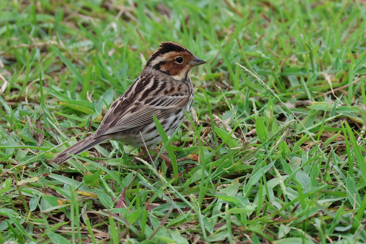 Little Bunting - ML618397893