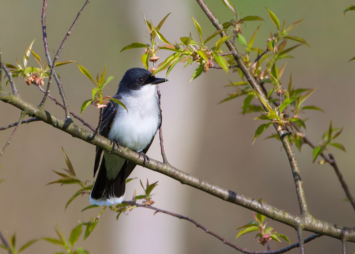 Eastern Kingbird - Hélène Desrosiers