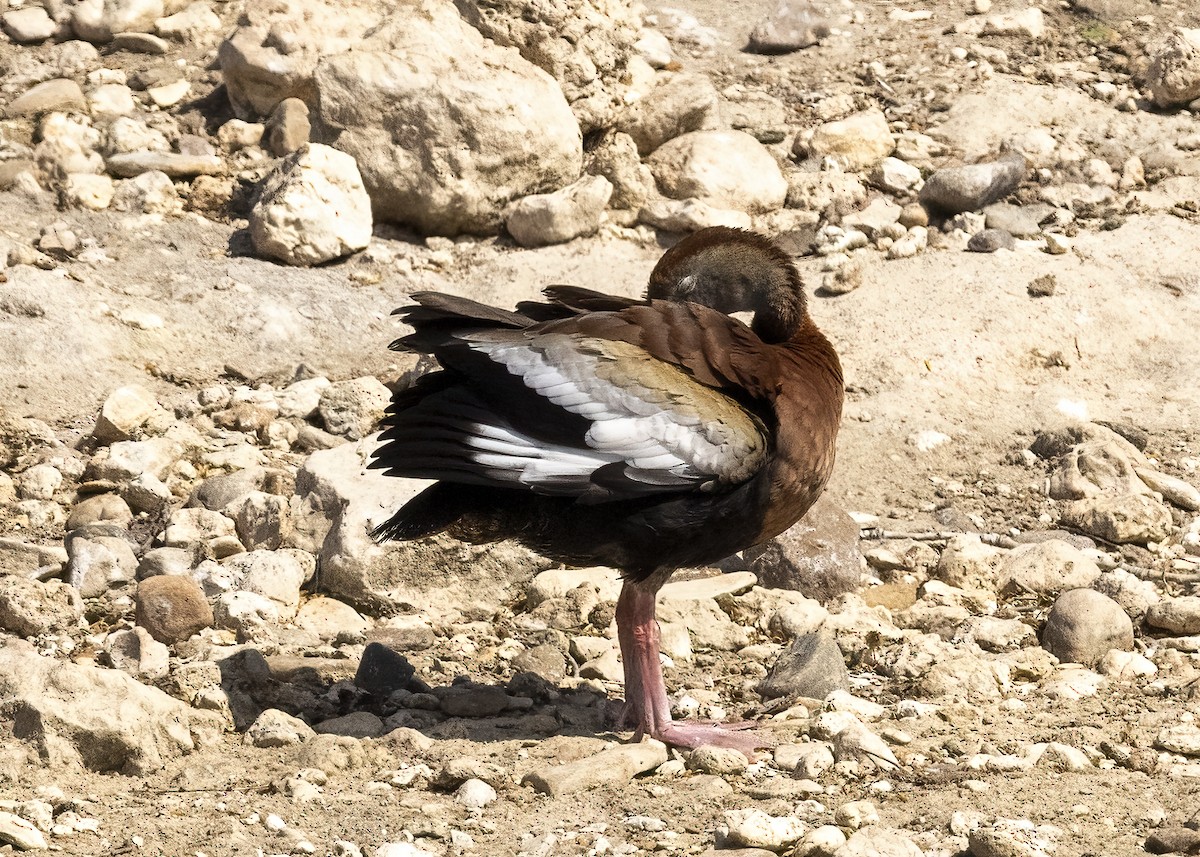 Black-bellied Whistling-Duck - ML618397926