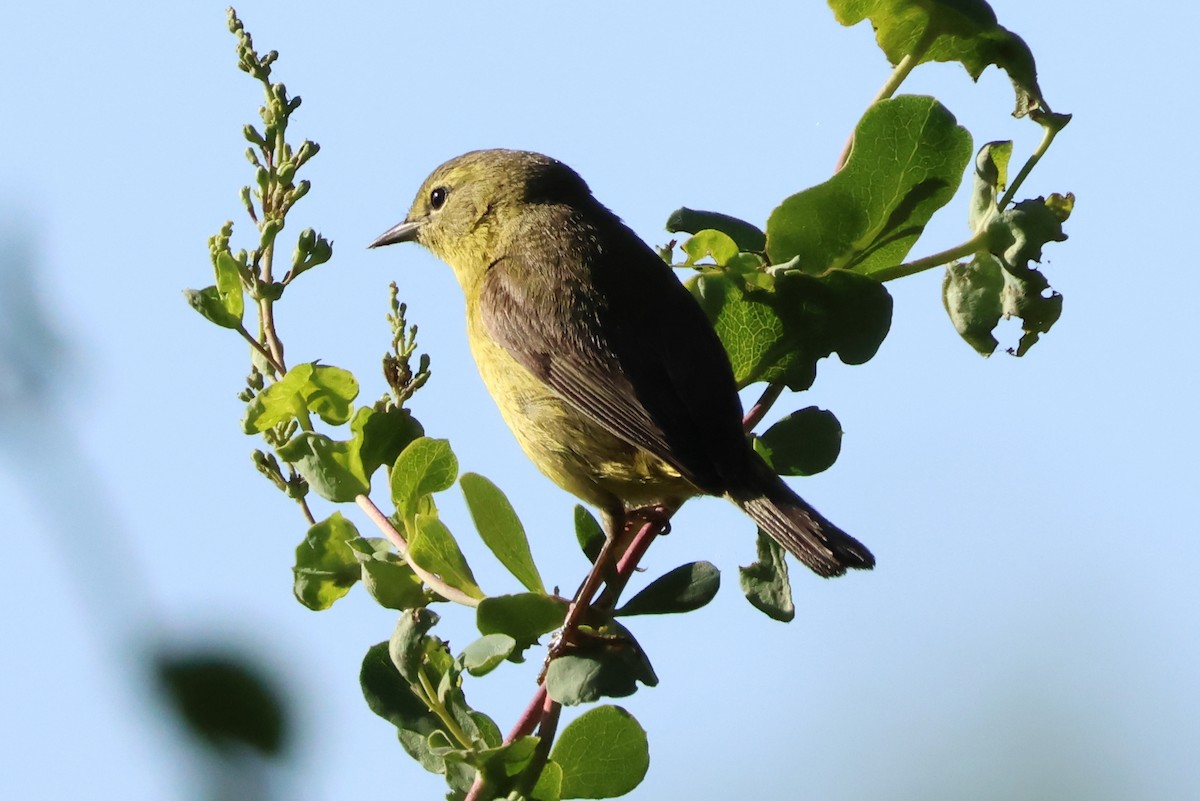 Orange-crowned Warbler - Stephen Fettig