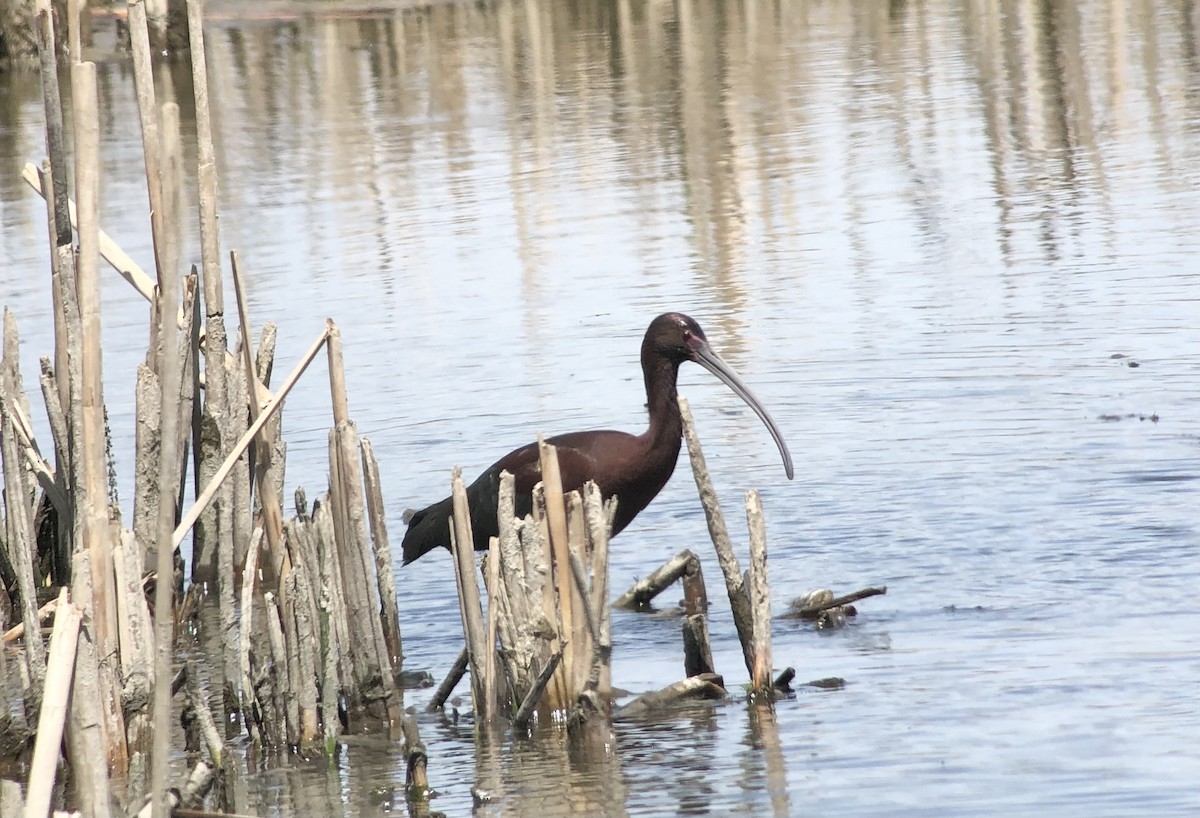 ibis americký - ML618397945