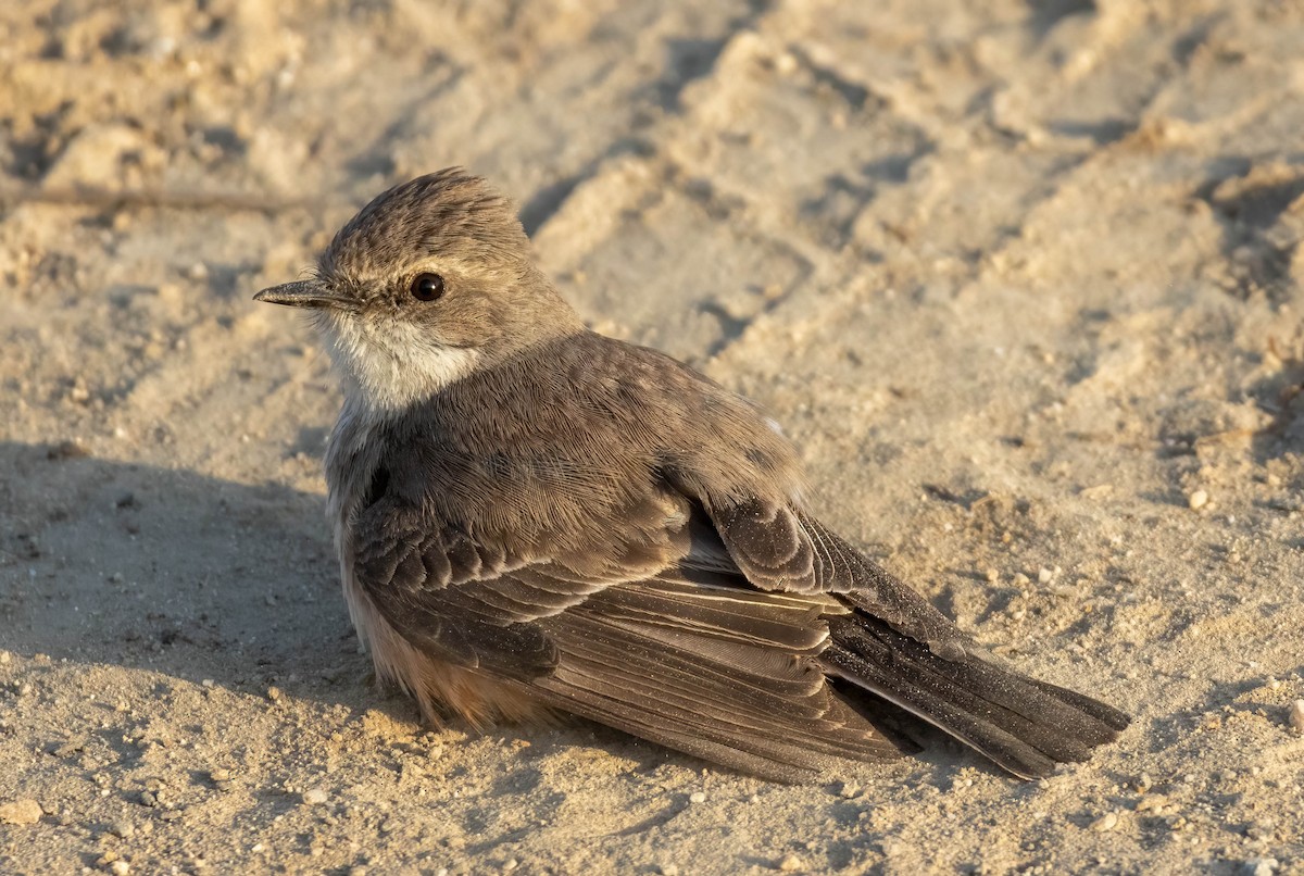 Vermilion Flycatcher - ML618397973