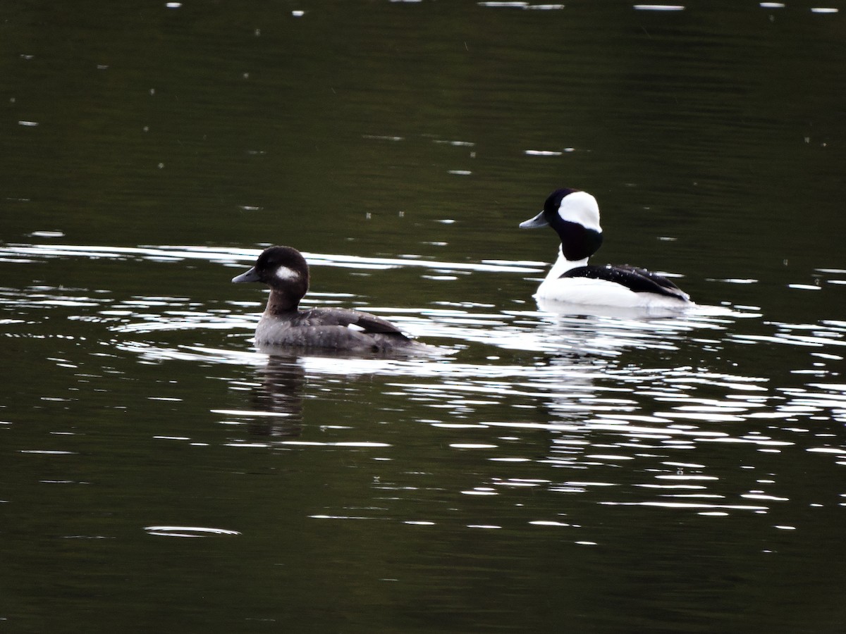 Bufflehead - ML618397983