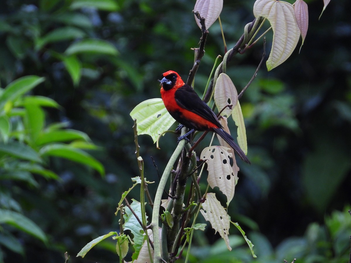 Masked Crimson Tanager - ML618398017