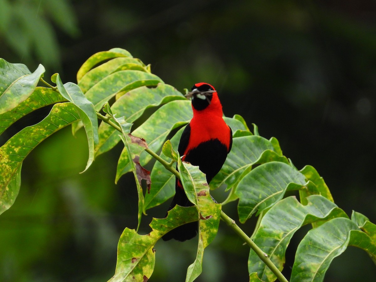 Masked Crimson Tanager - Francisco Sornoza