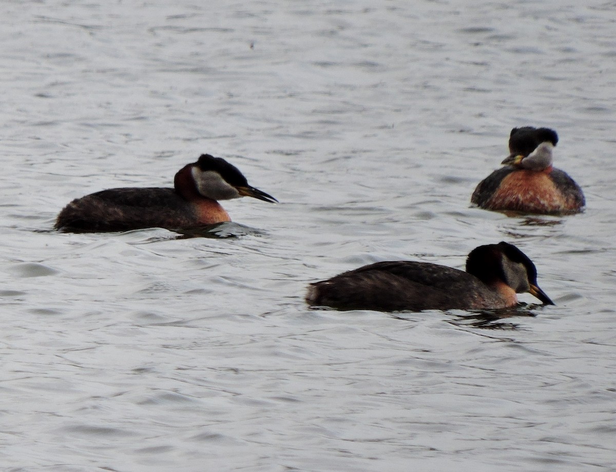 Red-necked Grebe - ML618398029