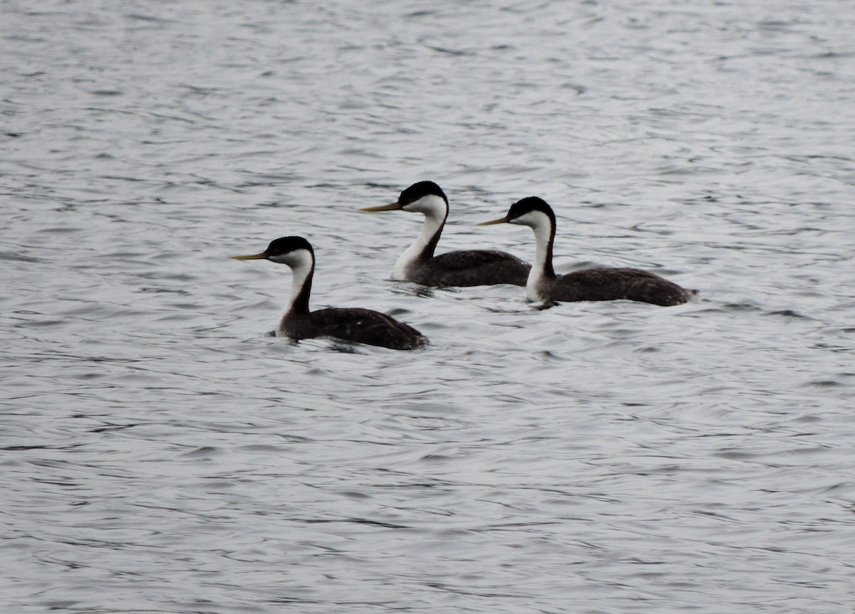 Western Grebe - ML618398038