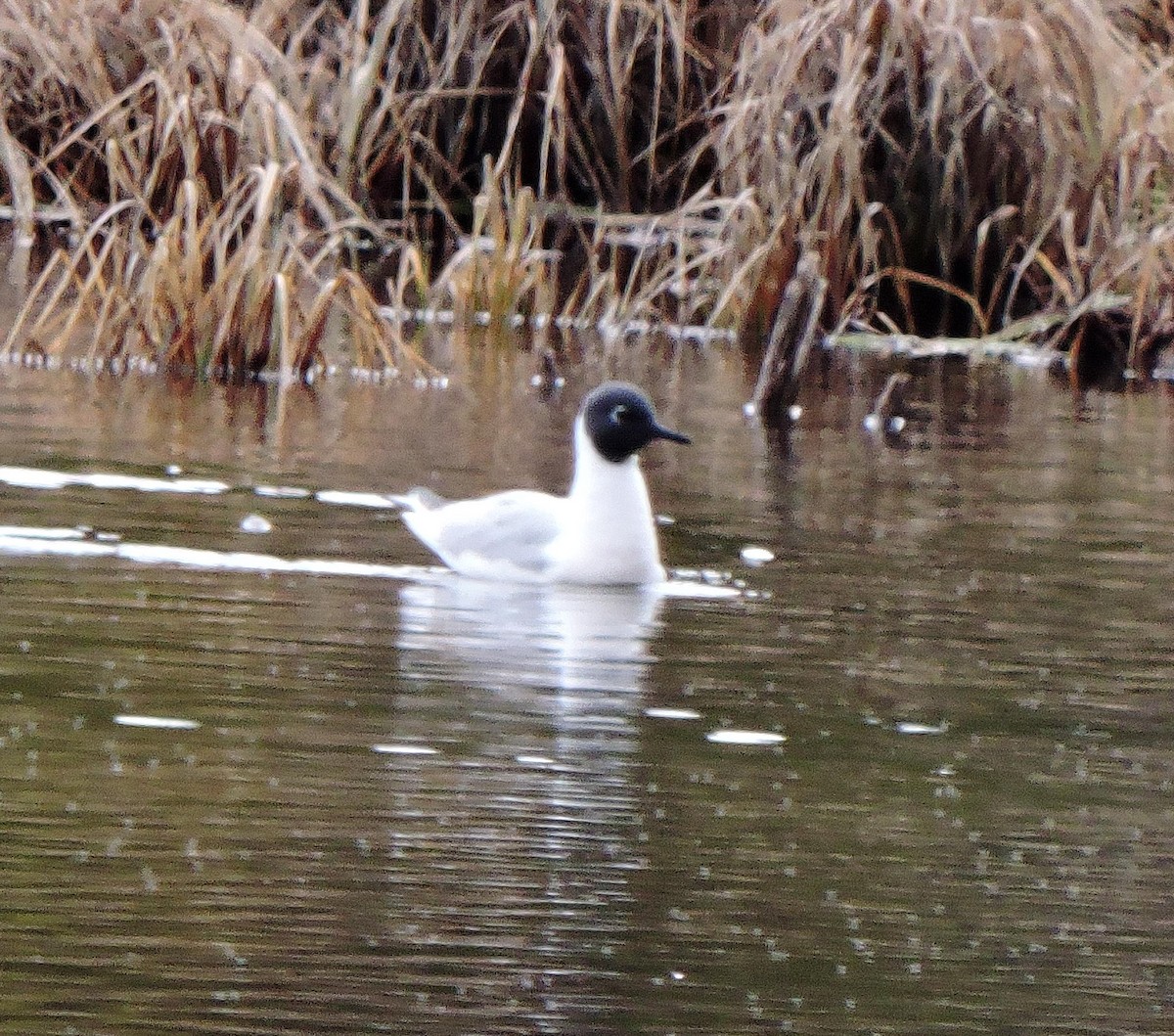 Bonaparte's Gull - Chuck Chuck