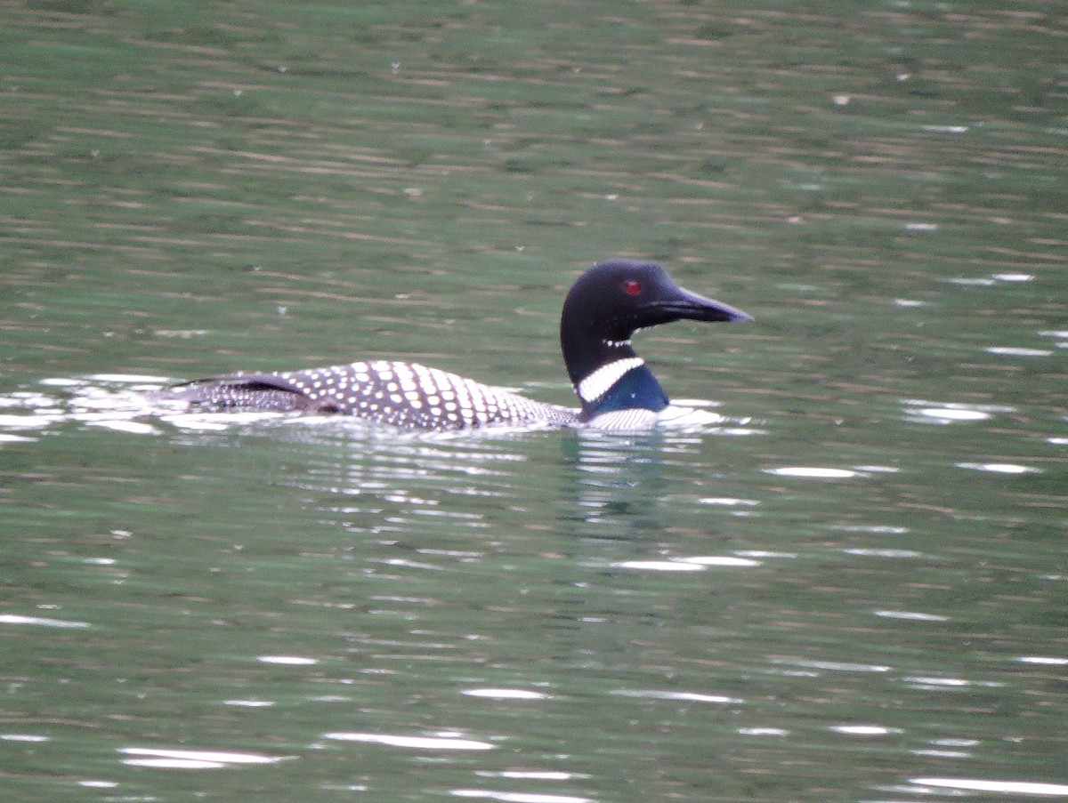 Common Loon - Chuck Chuck