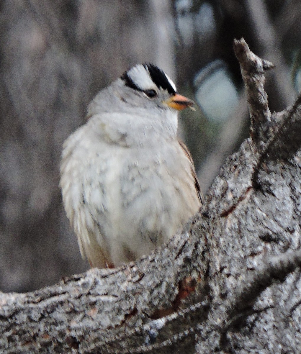 White-crowned Sparrow - ML618398072