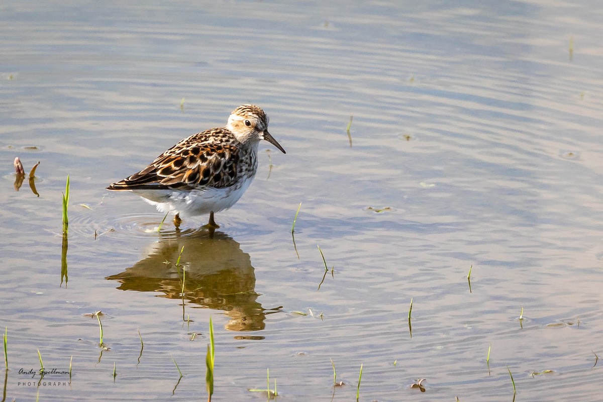 Least Sandpiper - ML618398127