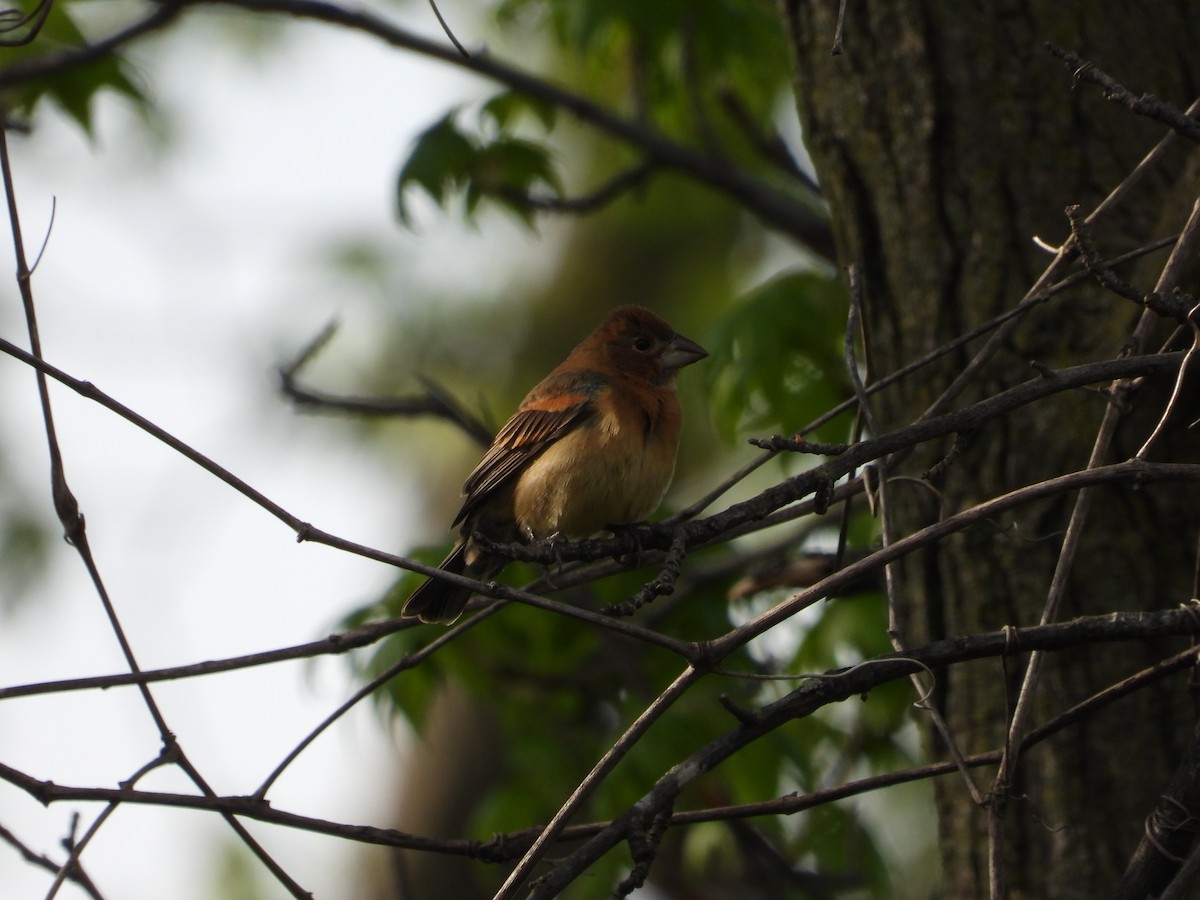 Blue Grosbeak - ML618398146