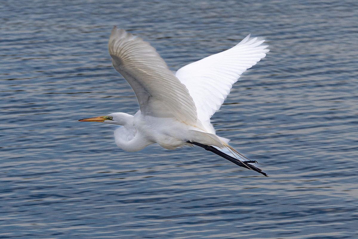 Great Egret - L&J Meyer