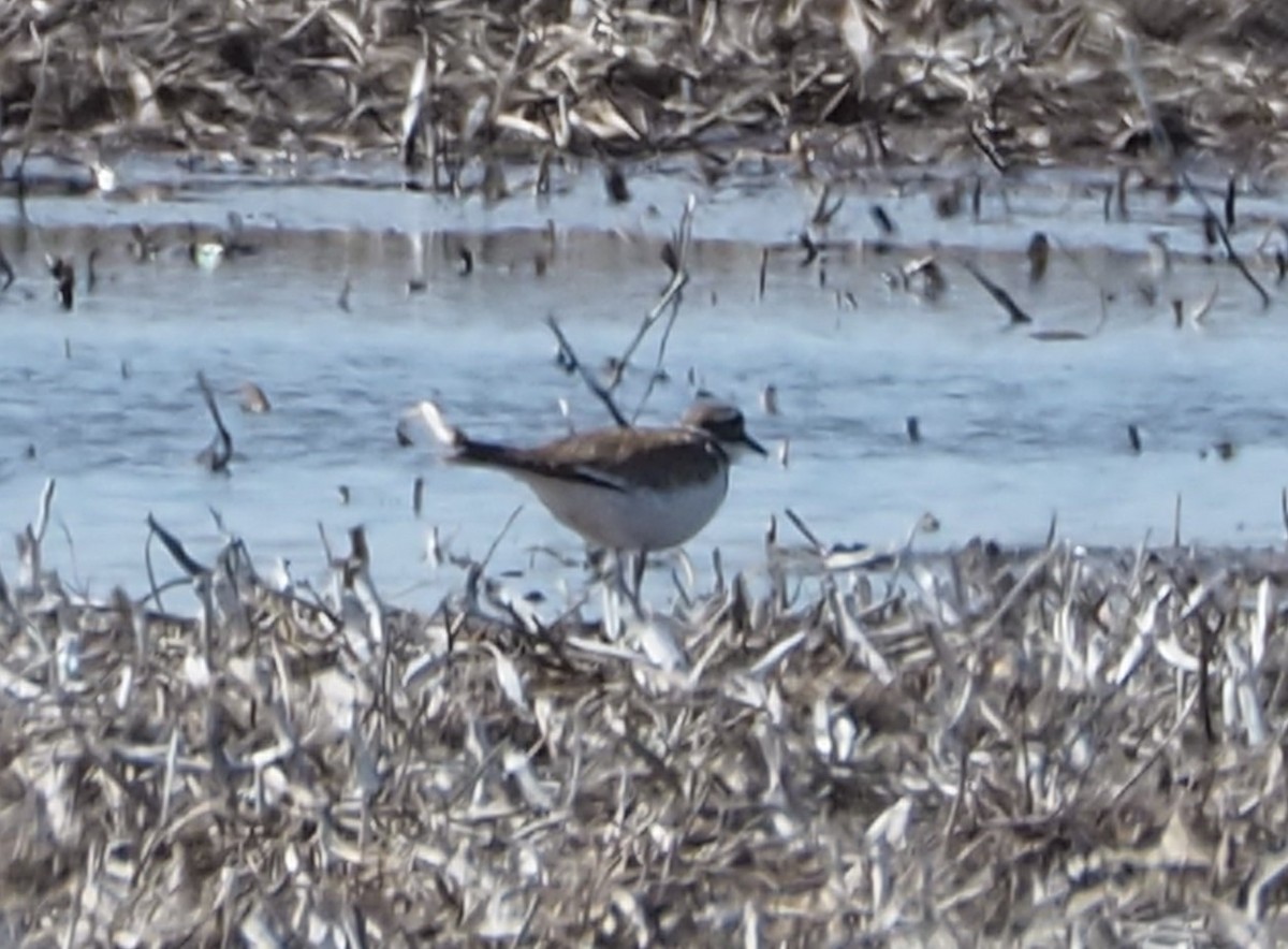 Killdeer - John Hiebert