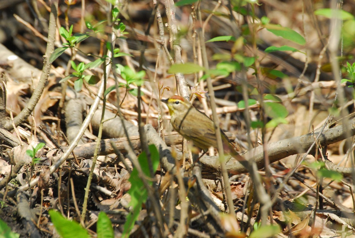 Palm Warbler - roy sorgenfrei