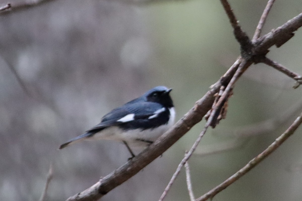 Black-throated Blue Warbler - James Teitgen