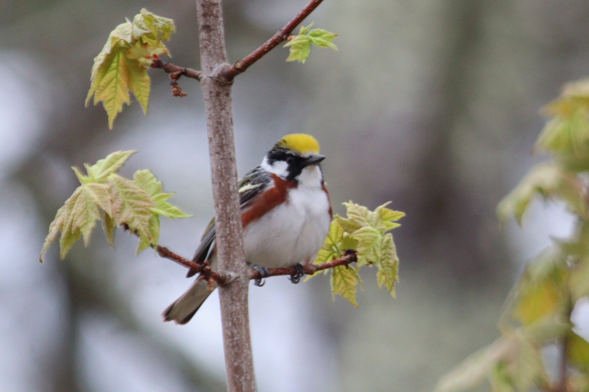 Chestnut-sided Warbler - ML618398318