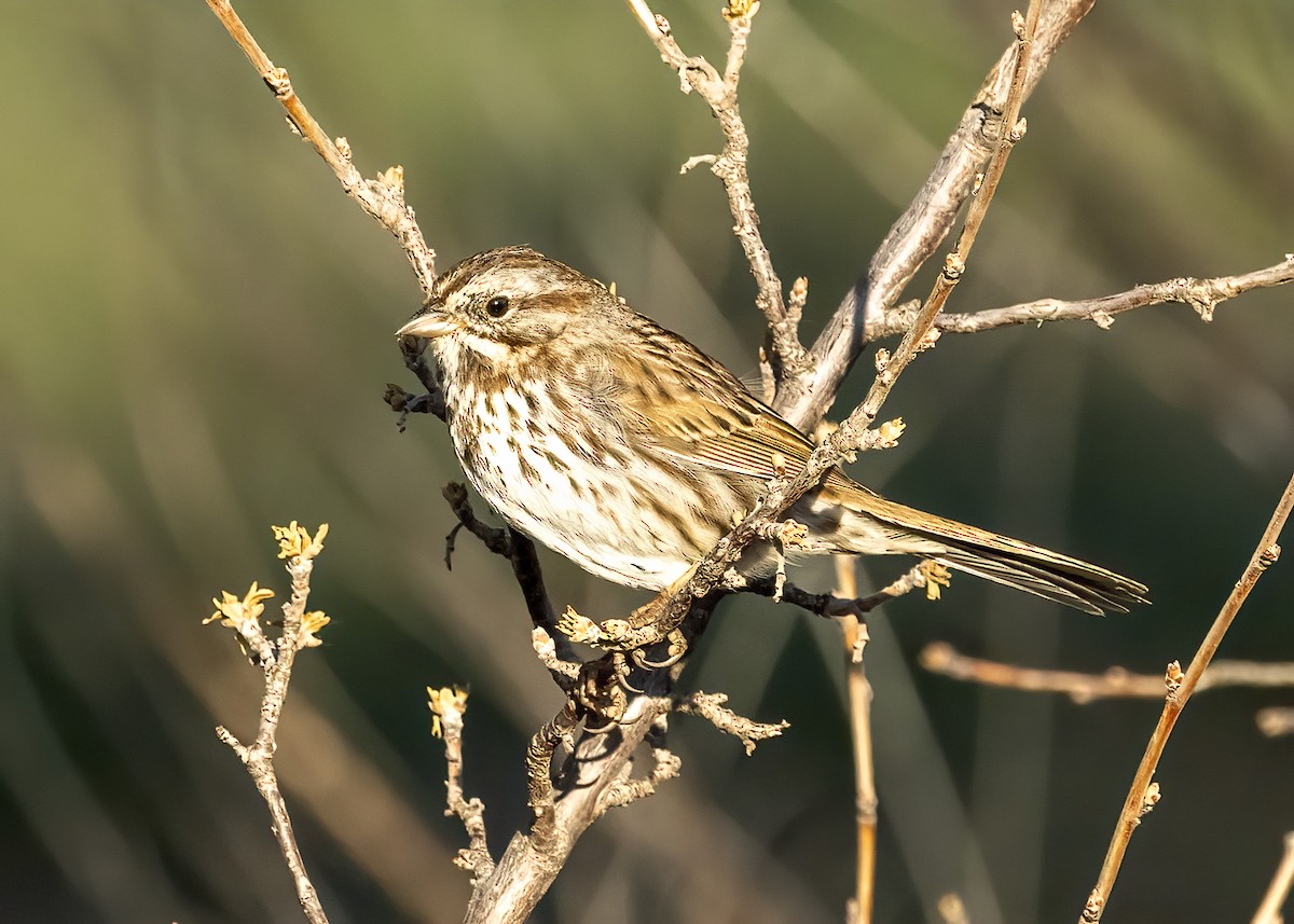 Song Sparrow - Bob Martinka