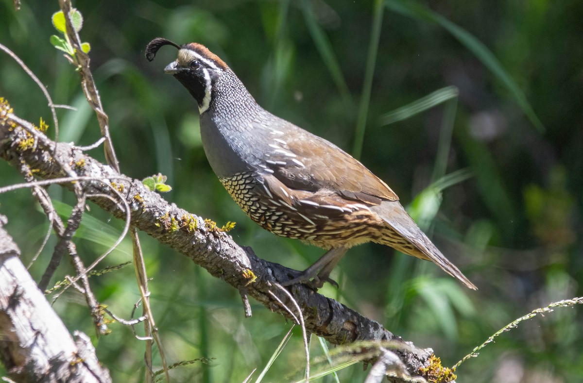 California Quail - ML618398369