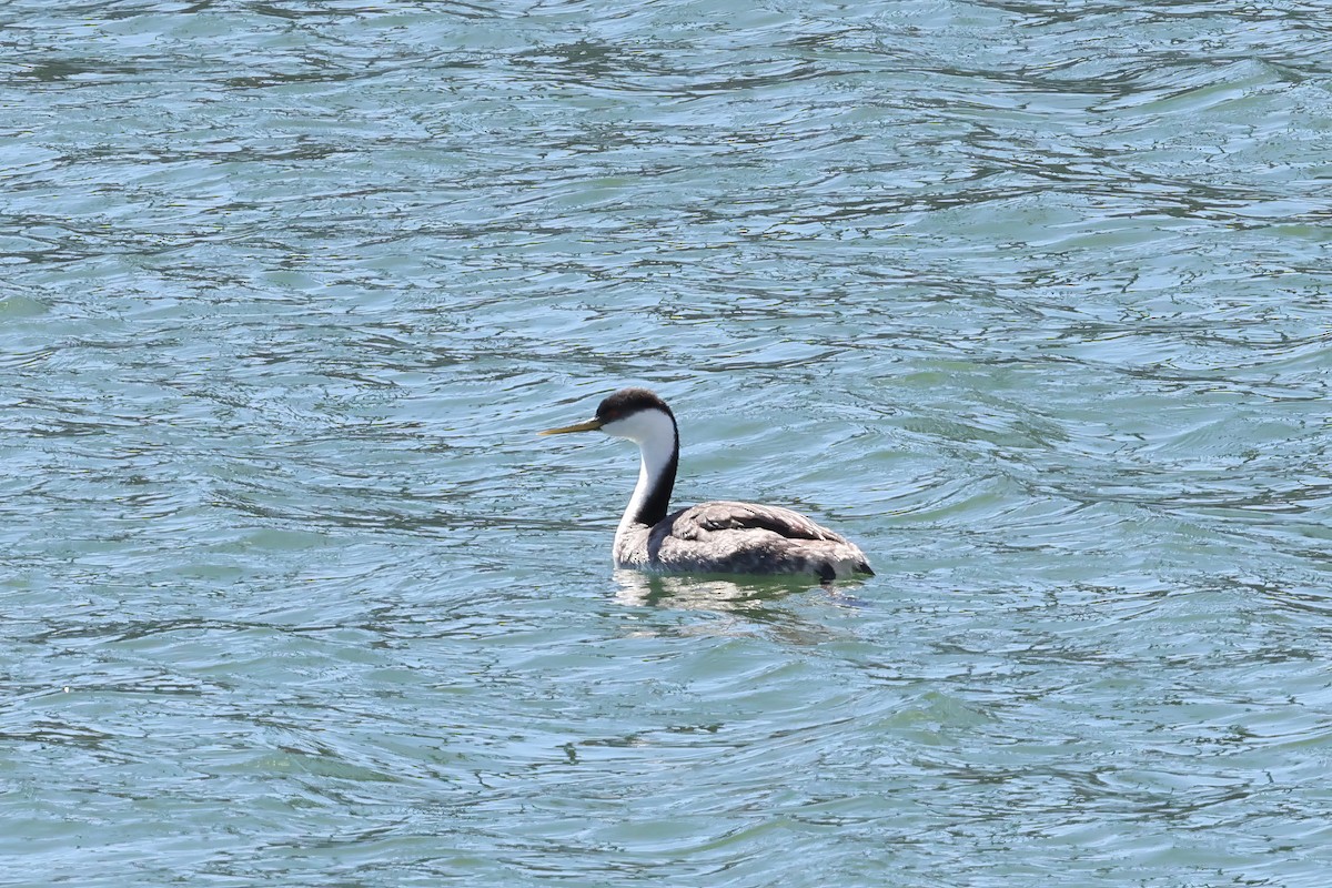 Western Grebe - Scott Timmer