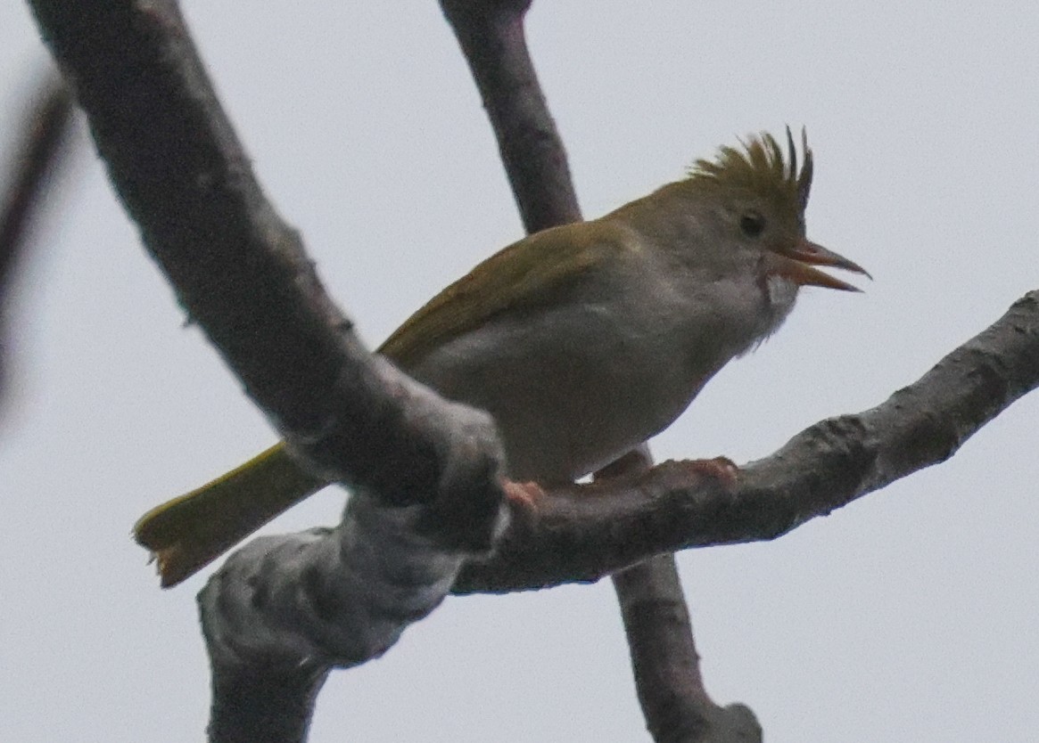 Yuhina Ventriblanca - ML618398413