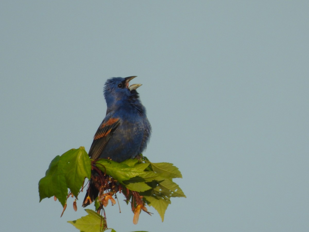 Blue Grosbeak - JamEs ParRis