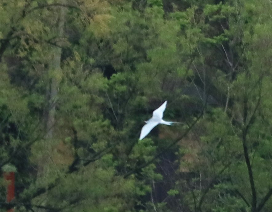 Forster's Tern - ML618398485