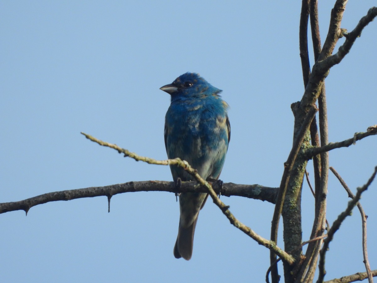 Indigo Bunting - JamEs ParRis