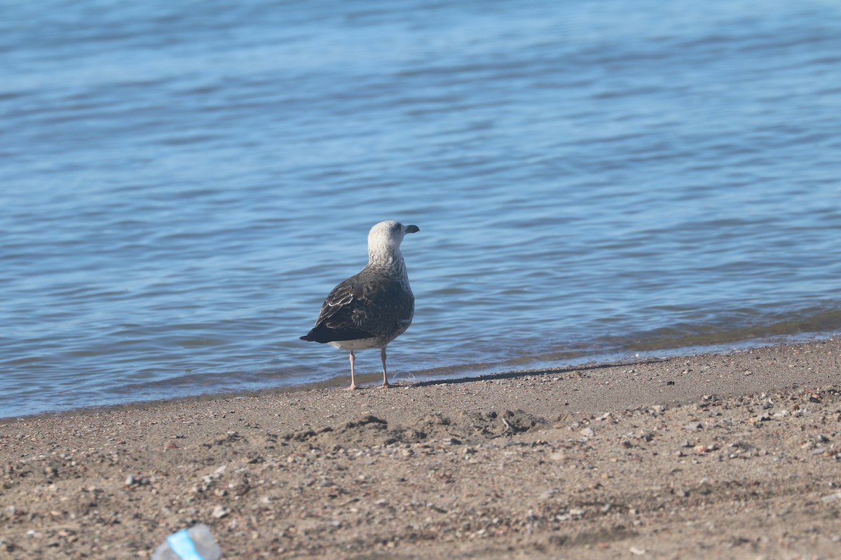 Lesser Black-backed Gull - Dave Cleary