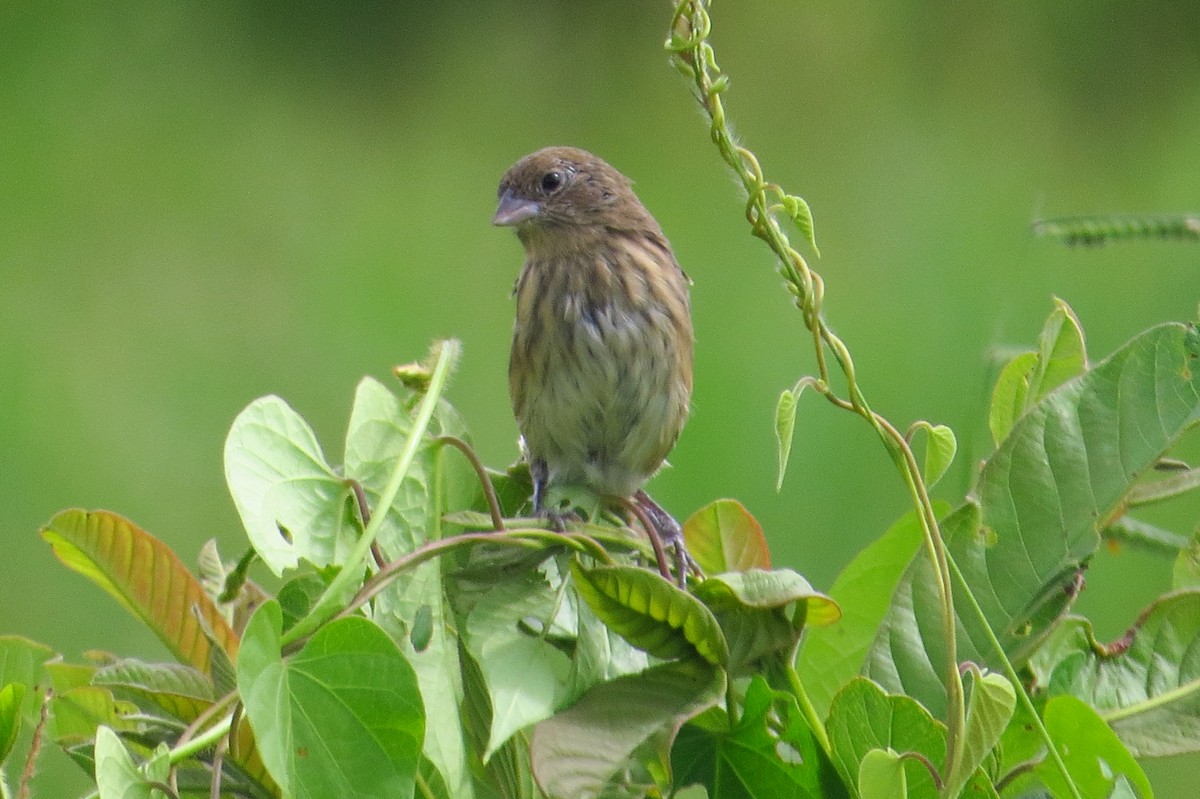 Blue-black Grassquit - Gary Prescott