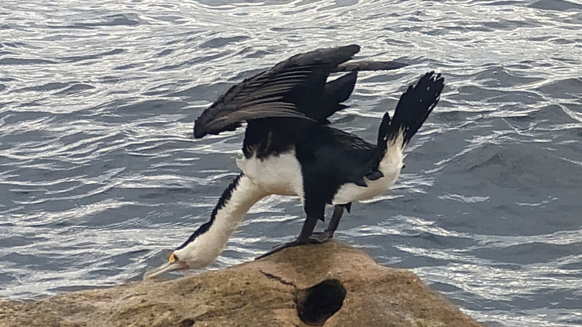 Pied Cormorant - ML618398534