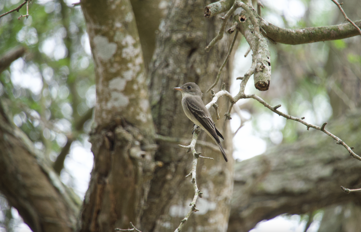 Eastern Wood-Pewee - Evan Farese