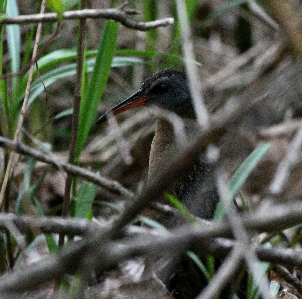 Virginia Rail - Dinu Bandyopadhyay