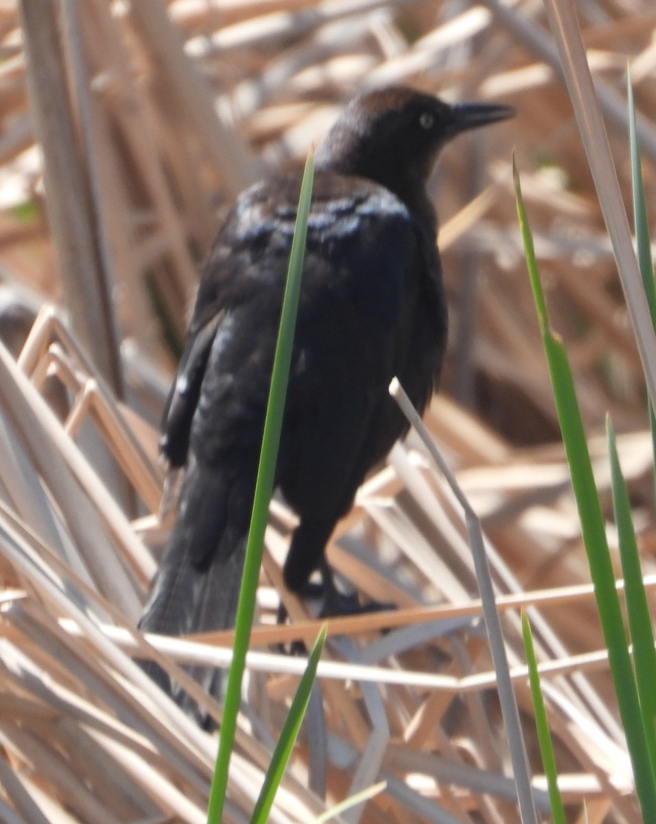 Great-tailed Grackle - Rodney Macready