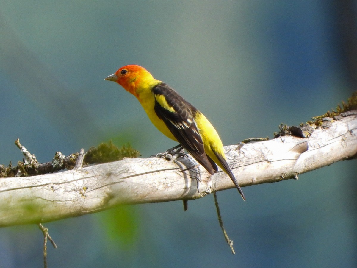 Western Tanager - ML618398591