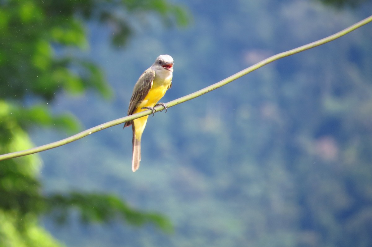 Tropical Kingbird - Gary Prescott