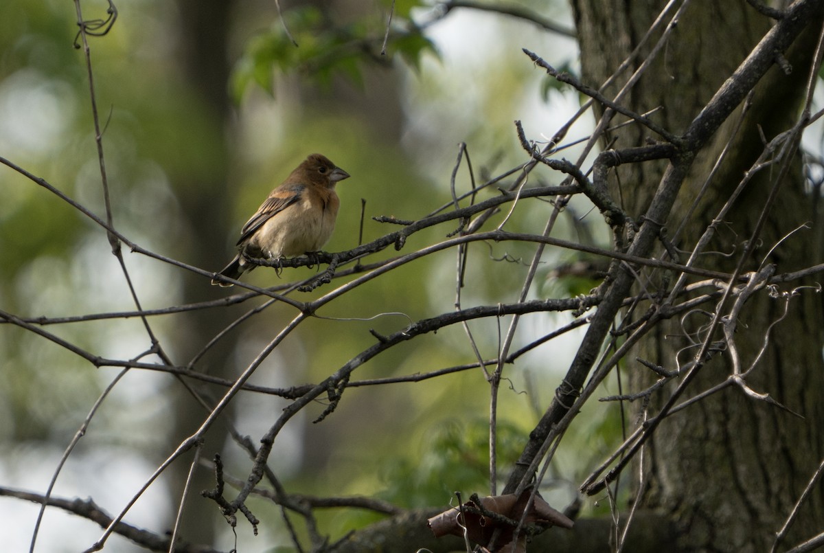 Blue Grosbeak - ML618398609