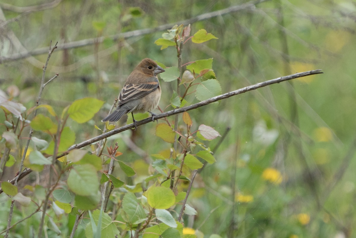 Blue Grosbeak - ML618398610