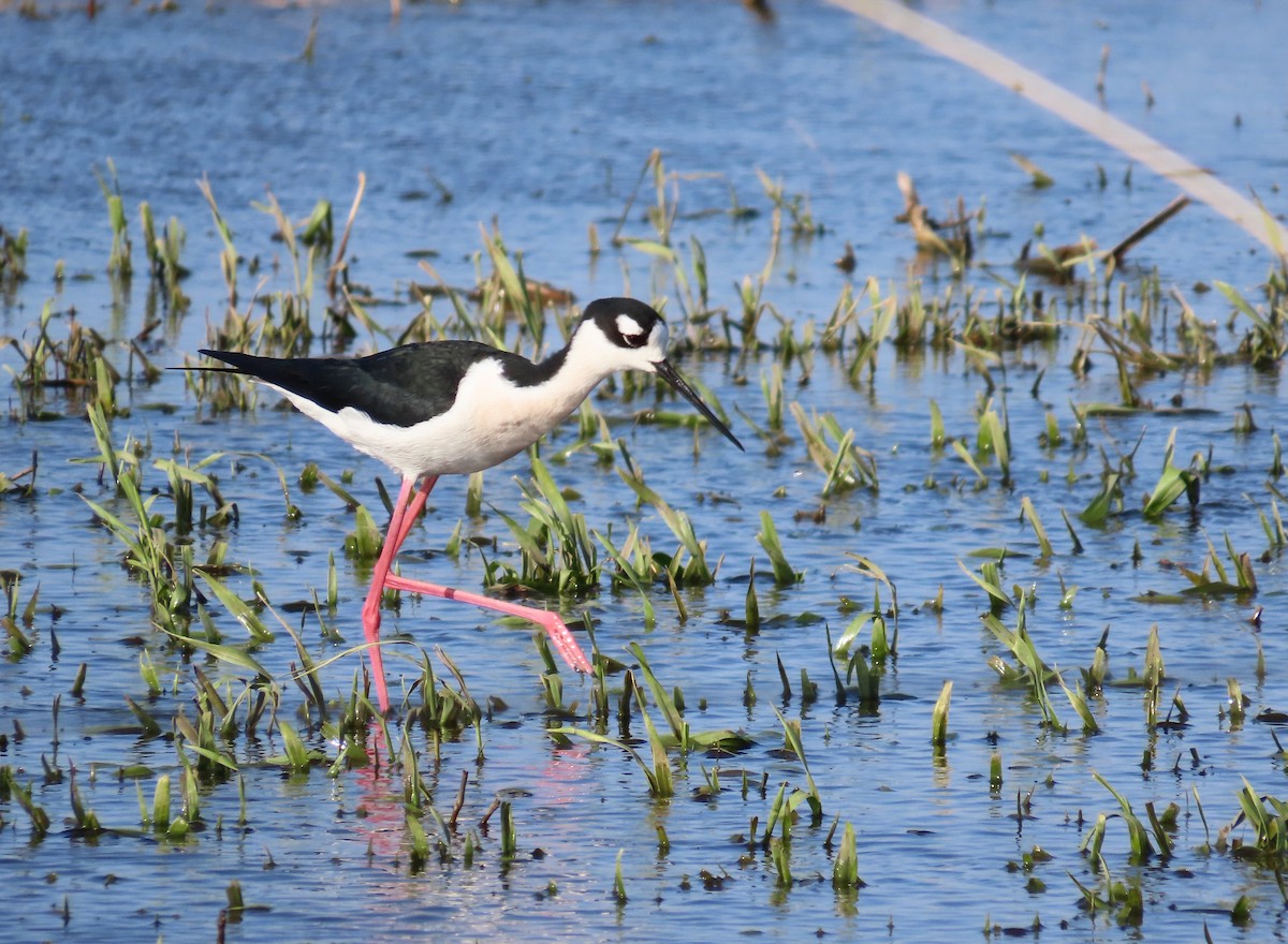 Black-necked Stilt - ML618398619