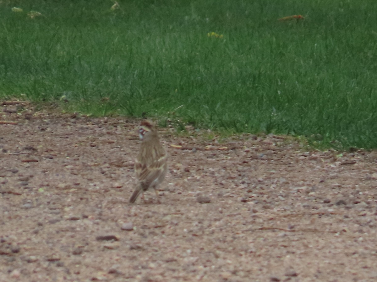 Lark Sparrow - ML618398653