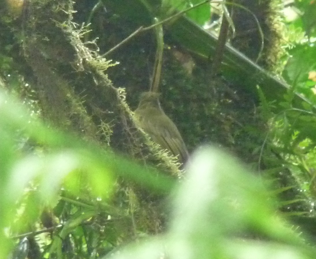 Tyranneau à bec court - ML618398702