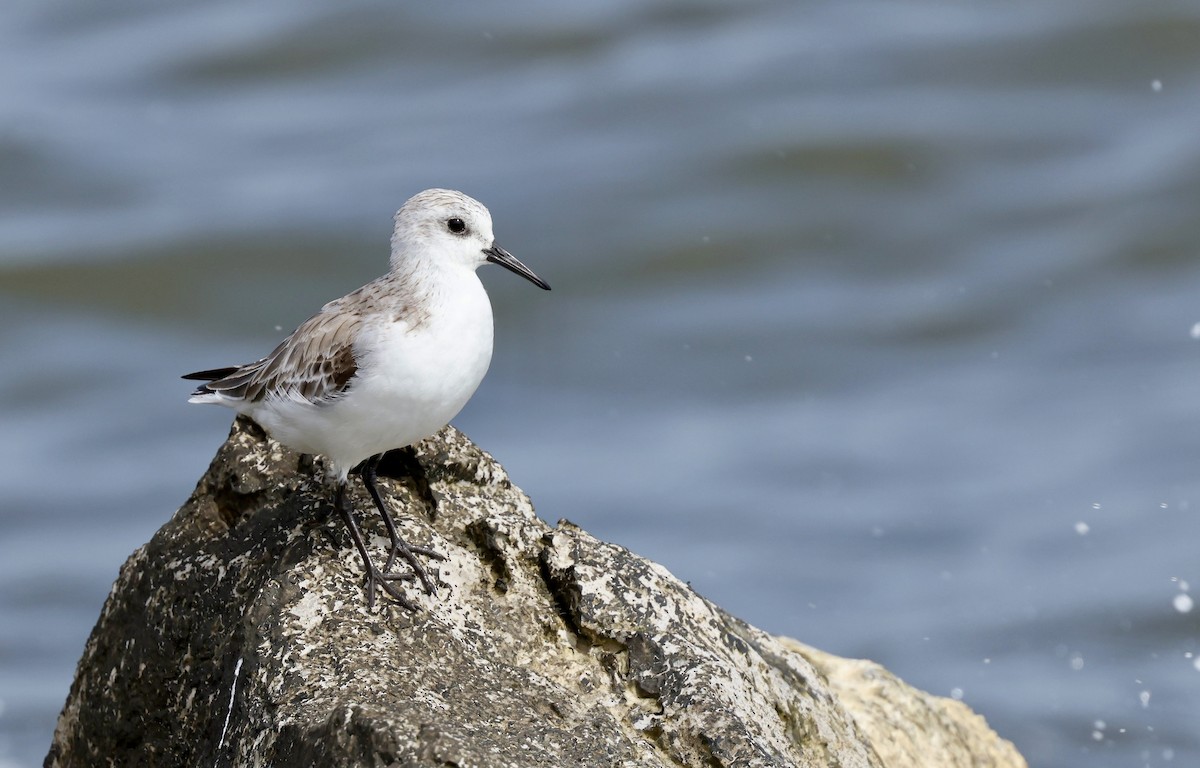 Sanderling - Grace Simms  🐦‍⬛