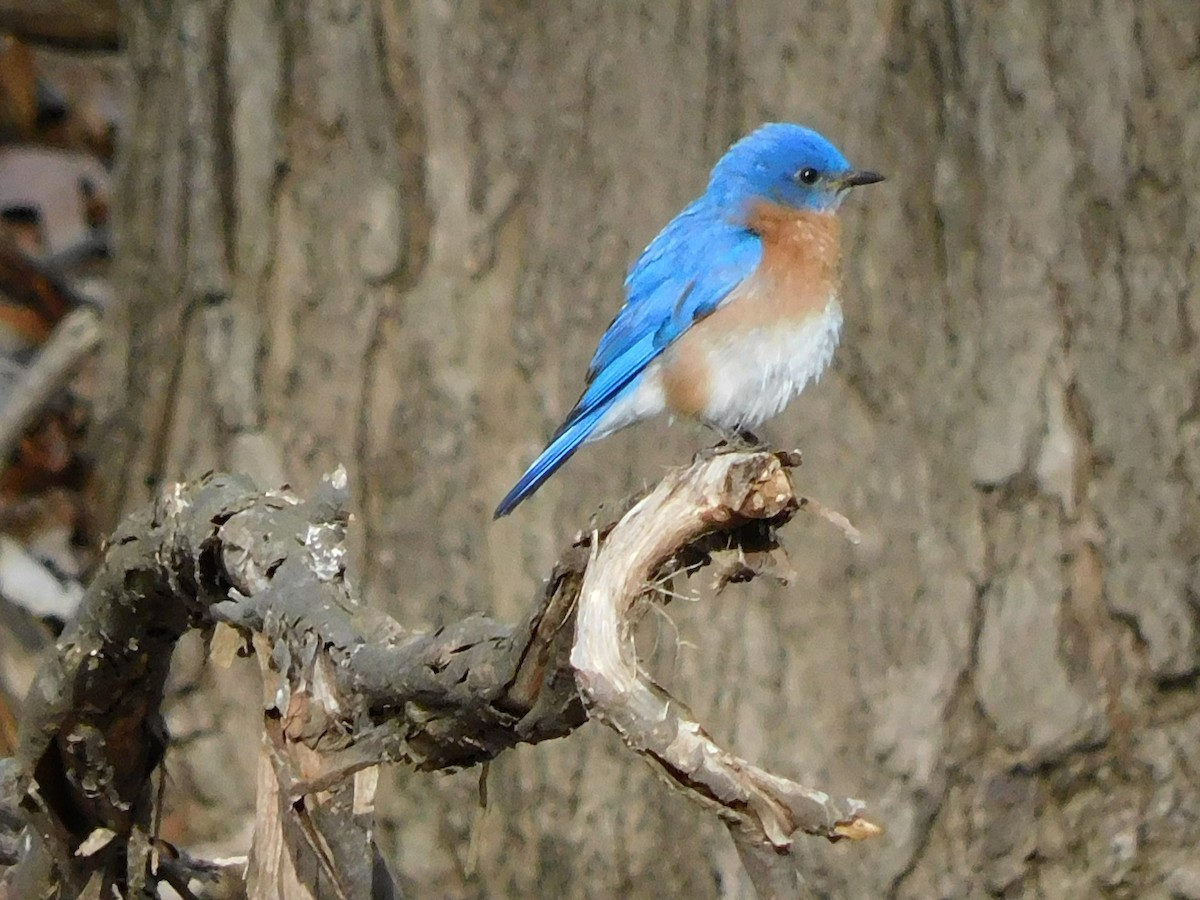 Eastern Bluebird - Charles Chu