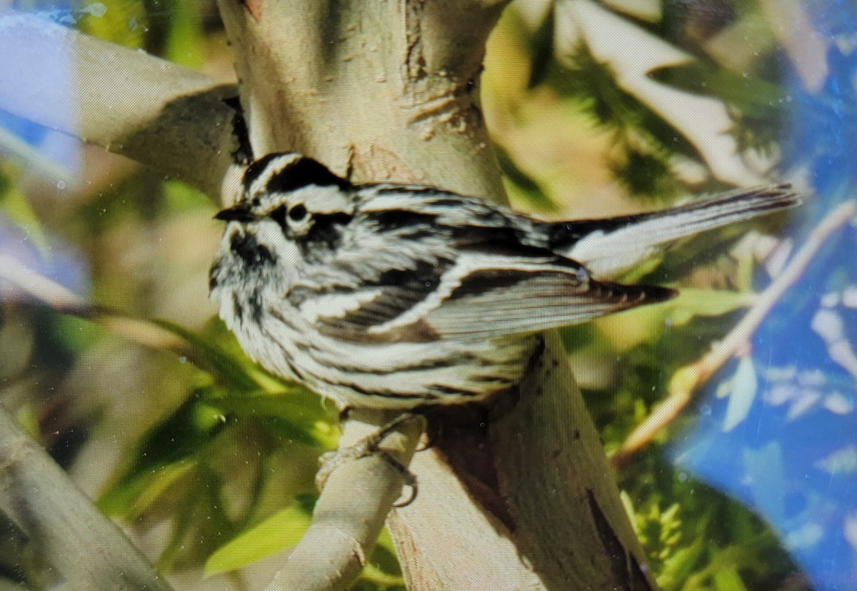 Black-and-white Warbler - Keith Condon