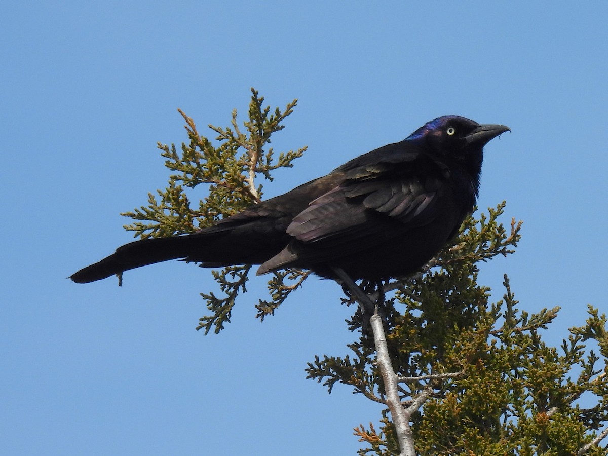 Boat-tailed Grackle - ML618398746