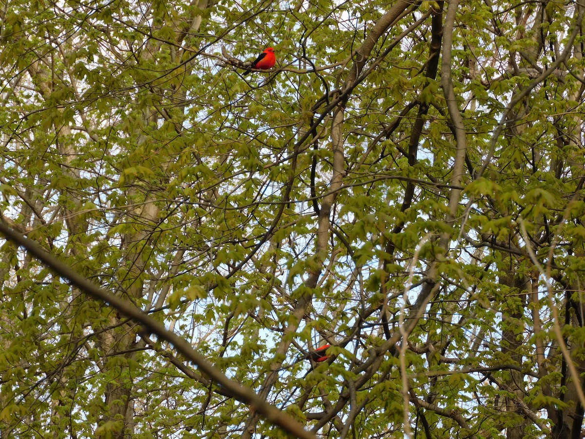 Scarlet Tanager - Charles Chu