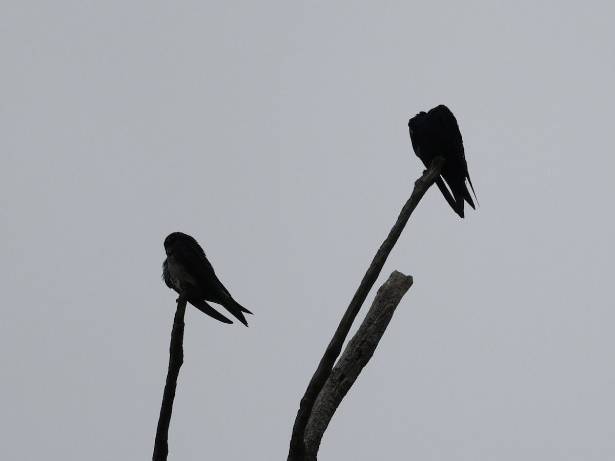 Purple Martin - Michael Burkhart